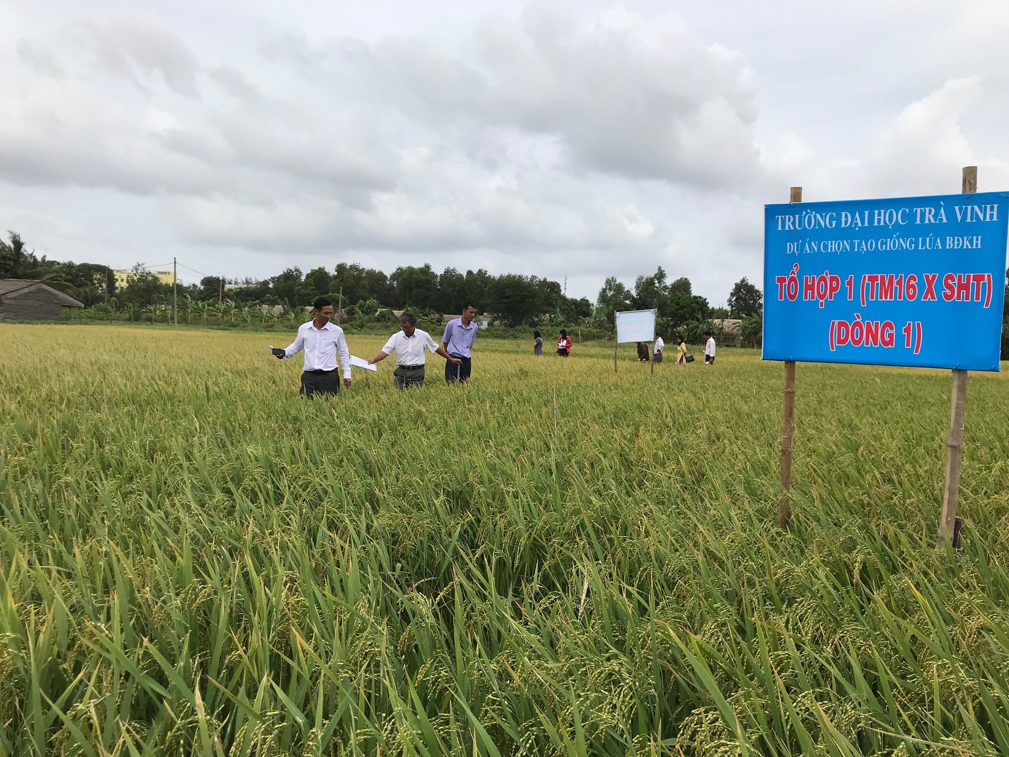 Giảng viên ĐH Trà Vinh nghiên cứu giống lúa thích nghi hạn, mặn - Ảnh 1.