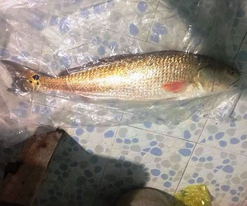 Ngư dân rao bán cá nặng 4,5 kg nghi sủ vàng quý hiếm - 1 Ngư dân Bình Định bắt được cá nặng 4,5 kg nghi cá sủ vang đang được rao bán trên Facebook (ảnh FB: Yến Chiphi).