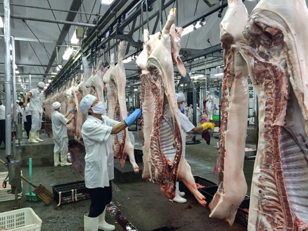 Vì sao có quy định không để vật nuôi chứng kiến đồng loại bị giết? - Ảnh 1. Vì sao có quy định không để vật nuôi chứng kiến đồng loại bị giết? - Ảnh 1.