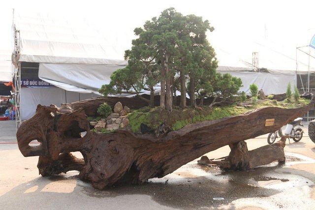 Khối ngọc nặng 16 tấn: Đại gia xẻ làm sập nằm cho mát lưng - 1
Cặp bonsai mọc trên gốc cây củi mục hàng trăm tuổi gây chú ý.