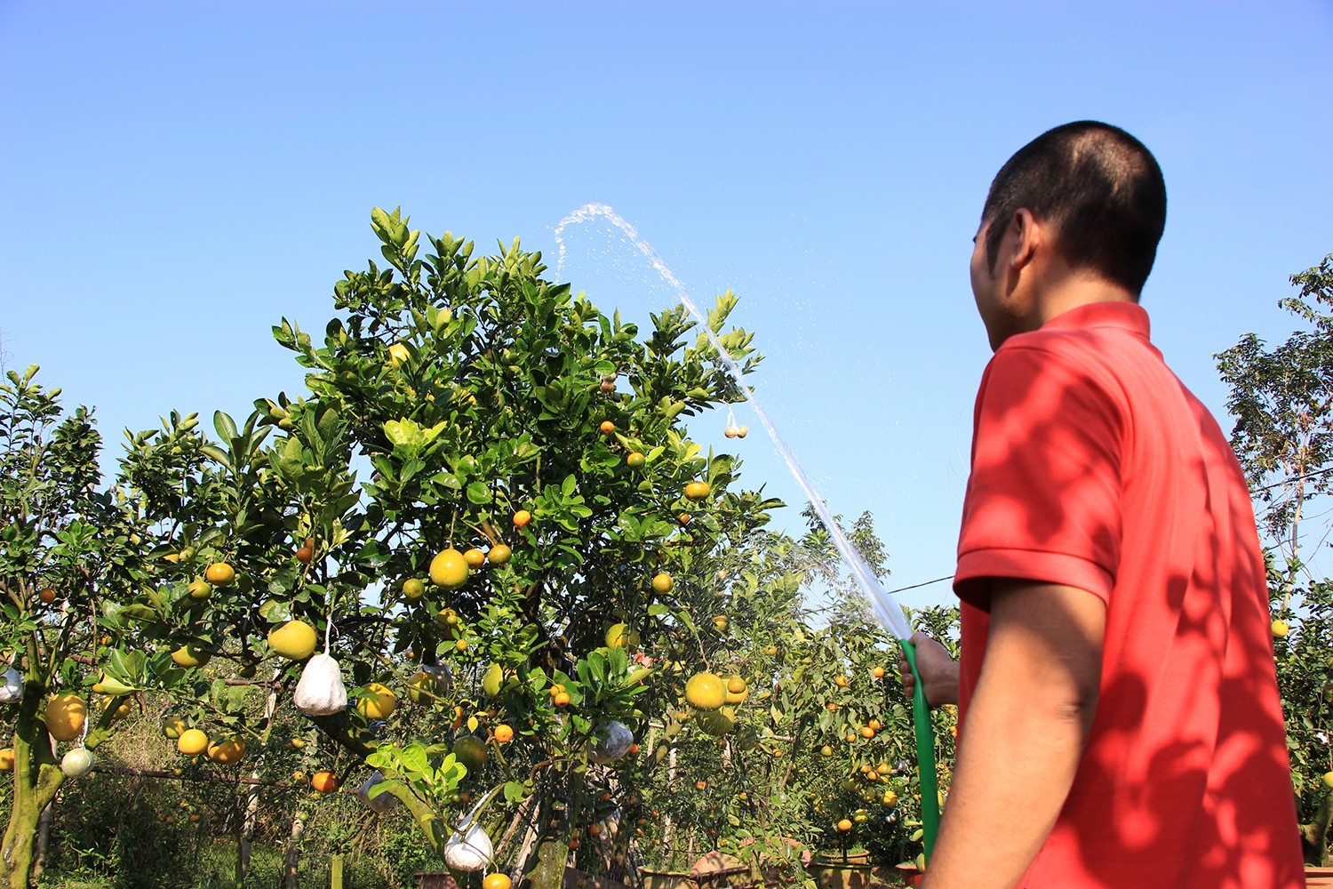 Mười loại quả cùng chín rộ trên... một thân cây - Ảnh 13. Mười loại quả cùng chín rộ trên... một thân cây - Ảnh 13.