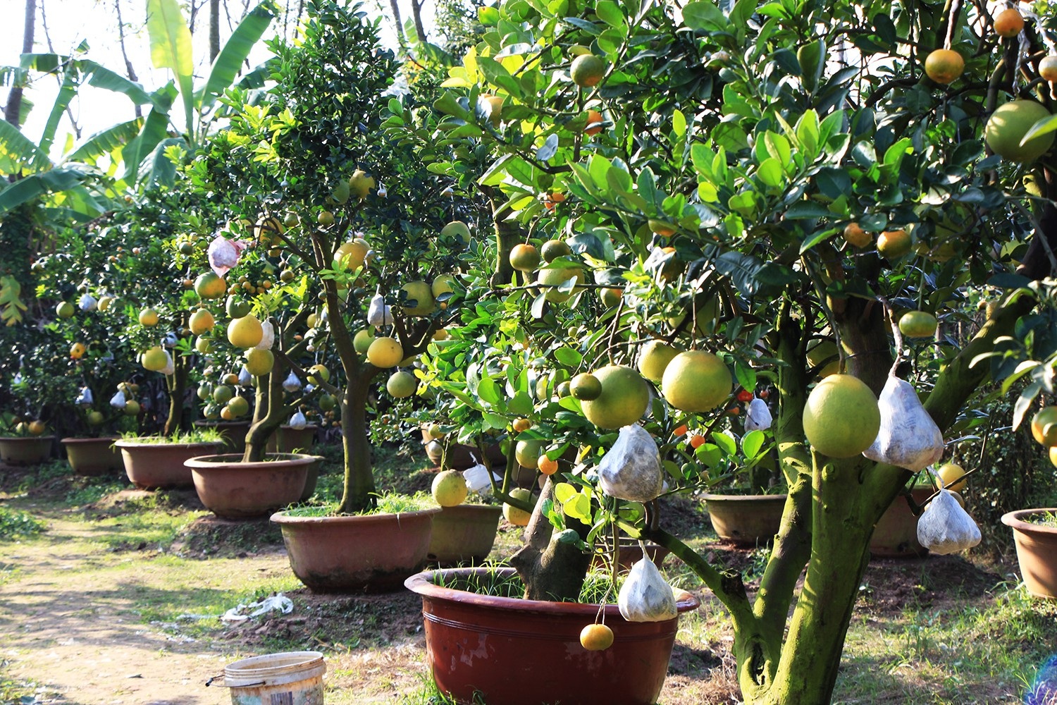 Mười loại quả cùng chín rộ trên... một thân cây - Ảnh 5. Mười loại quả cùng chín rộ trên... một thân cây - Ảnh 5.