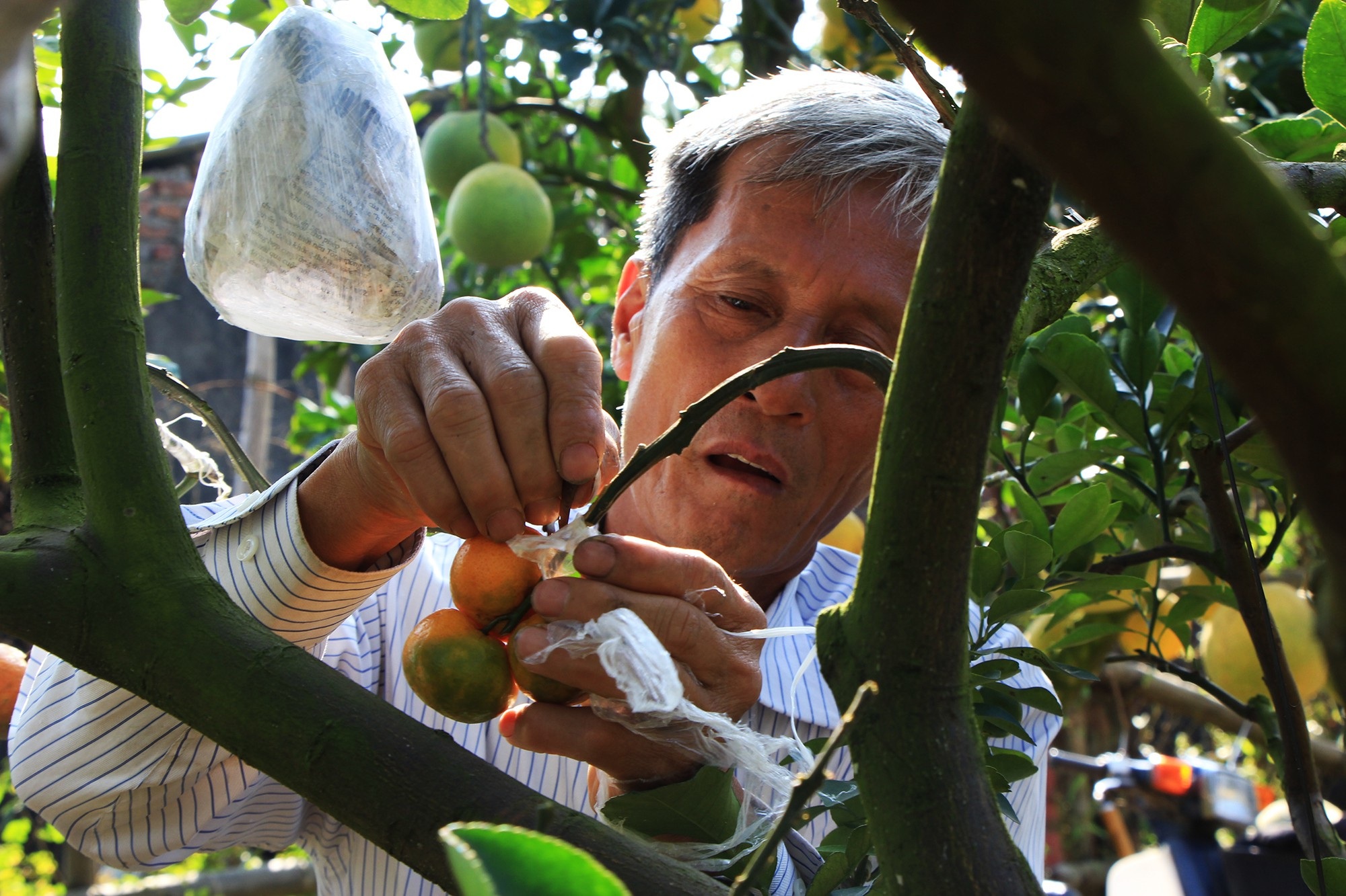 Mười loại quả cùng chín rộ trên... một thân cây - Ảnh 4. Mười loại quả cùng chín rộ trên... một thân cây - Ảnh 4.
