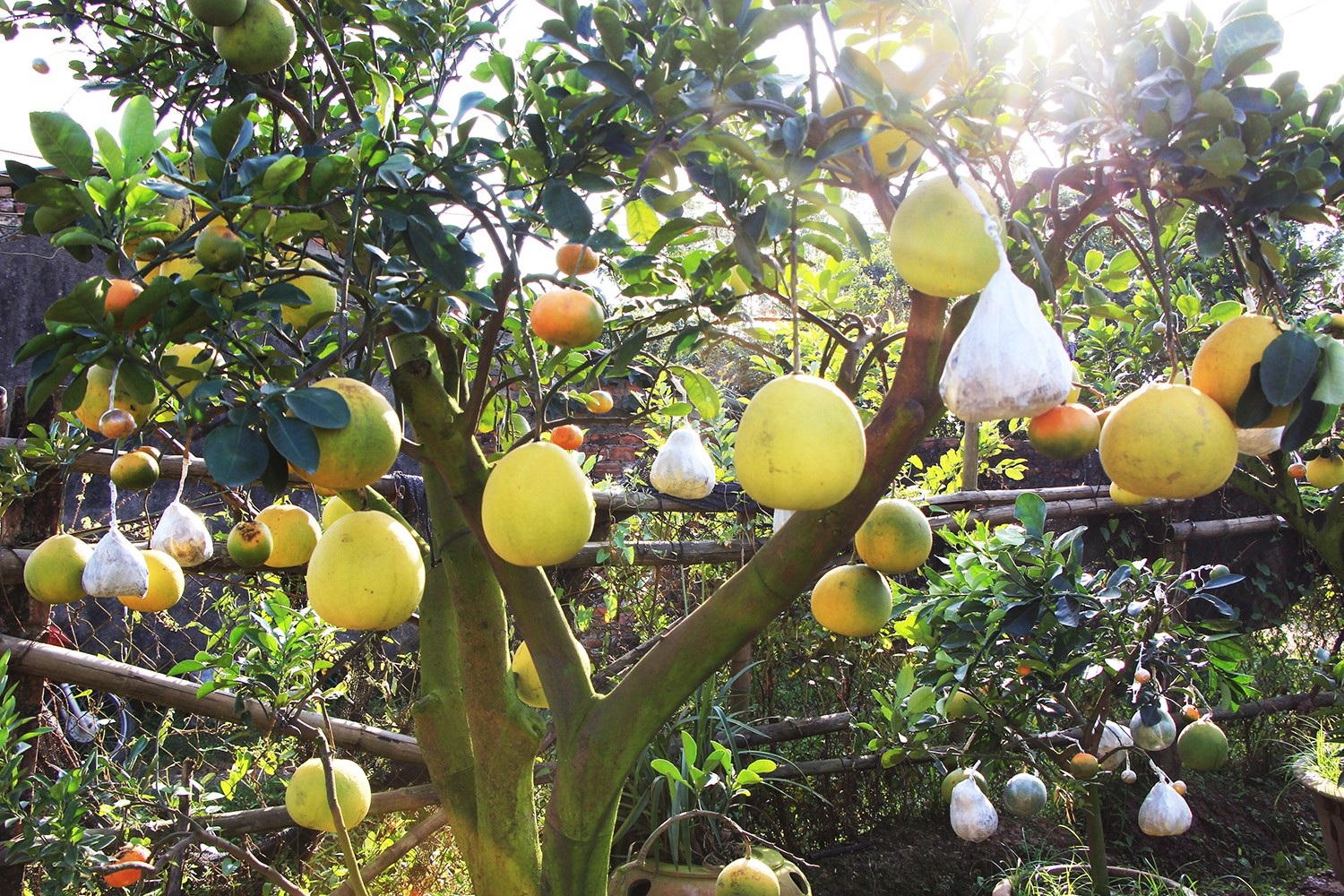 Mười loại quả cùng chín rộ trên... một thân cây - Ảnh 11. Mười loại quả cùng chín rộ trên... một thân cây - Ảnh 11.