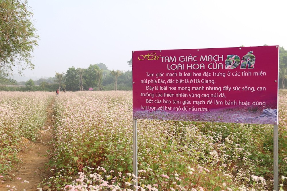 Vườn hoa tam giác mạch 5.000 m2 ở Hà Nội thu hút người tham quan - Ảnh 2. Vườn hoa tam giác mạch 5.000 m2 ở Hà Nội thu hút người tham quan - Ảnh 2.
