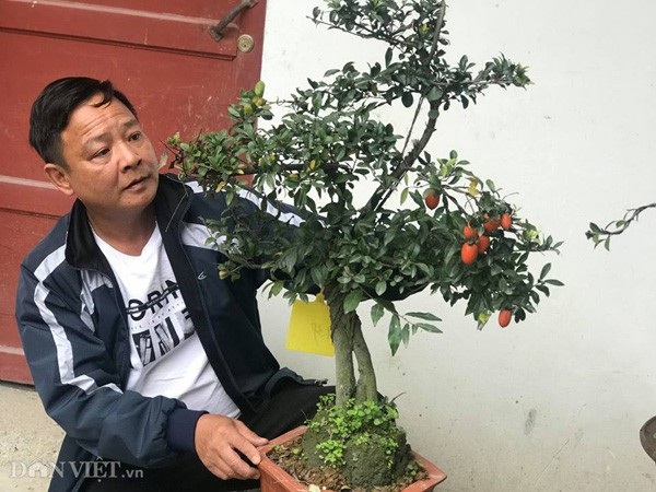 Chơi ngông, đại gia chi trăm triệu mua hồng đá hiếm về chưng Tết - Ảnh 5. Chơi ngông, đại gia chi trăm triệu mua hồng đá hiếm về chưng Tết - Ảnh 5.