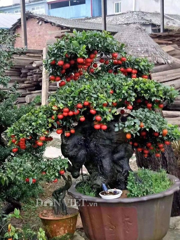 Chơi ngông, đại gia chi trăm triệu mua hồng đá hiếm về chưng Tết - Ảnh 3. Chơi ngông, đại gia chi trăm triệu mua hồng đá hiếm về chưng Tết - Ảnh 3.