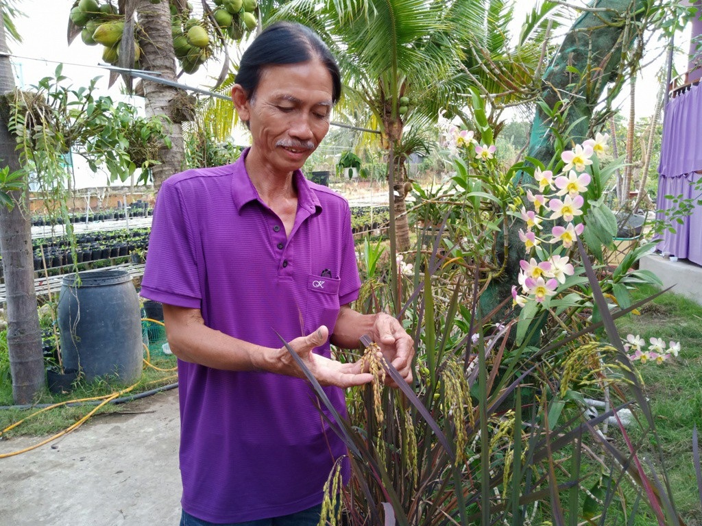 Thầy giáo cất công đưa lúa tím có mùi thơm hoa hồng vào chậu... trưng Tết - Ảnh 1. Thầy giáo cất công đưa lúa tím có mùi thơm hoa hồng vào chậu... trưng Tết - Ảnh 1.