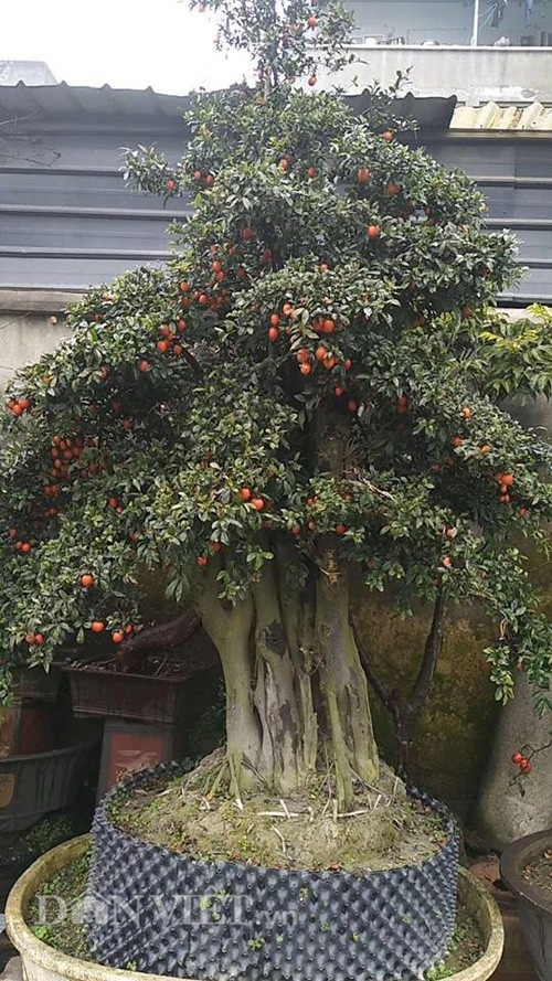 Sốt áo phao người ngoài hành tinh; Đại gia chi trăm triệu mua cây hiếm chơi Tết - Ảnh 1.