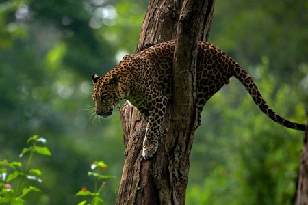Bé 3 tuổi bị báo vồ, tha đi ngay khi đang trong vòng tay mẹ - Ảnh 1. Bé 3 tuổi bị báo vồ, tha đi ngay khi đang trong vòng tay mẹ - Ảnh 1.