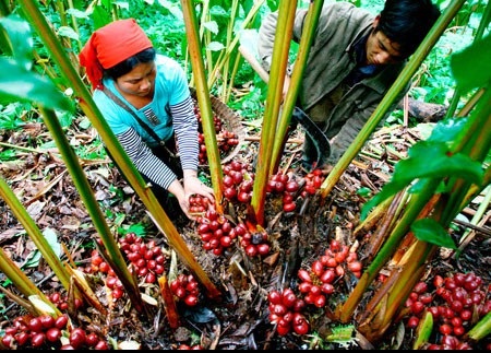“Vàng đỏ” giúp đổi đời người dân Lai Châu - Ảnh 1. “Vàng đỏ” giúp đổi đời người dân Lai Châu - Ảnh 1.