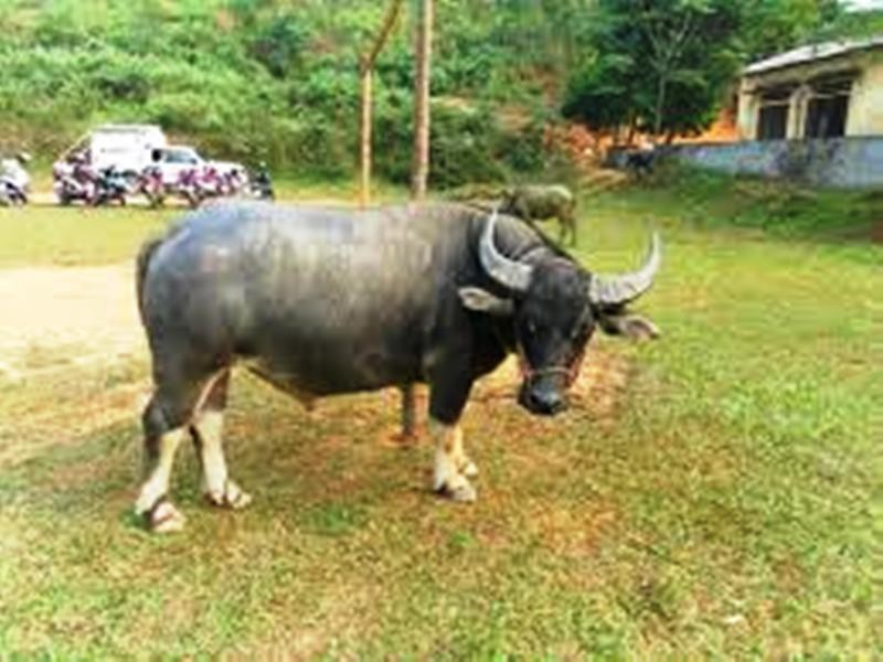 Bị hai con trâu nhà tấn công, người đàn ông tử vong - Ảnh 1. Bị hai con trâu nhà tấn công, người đàn ông tử vong - Ảnh 1.