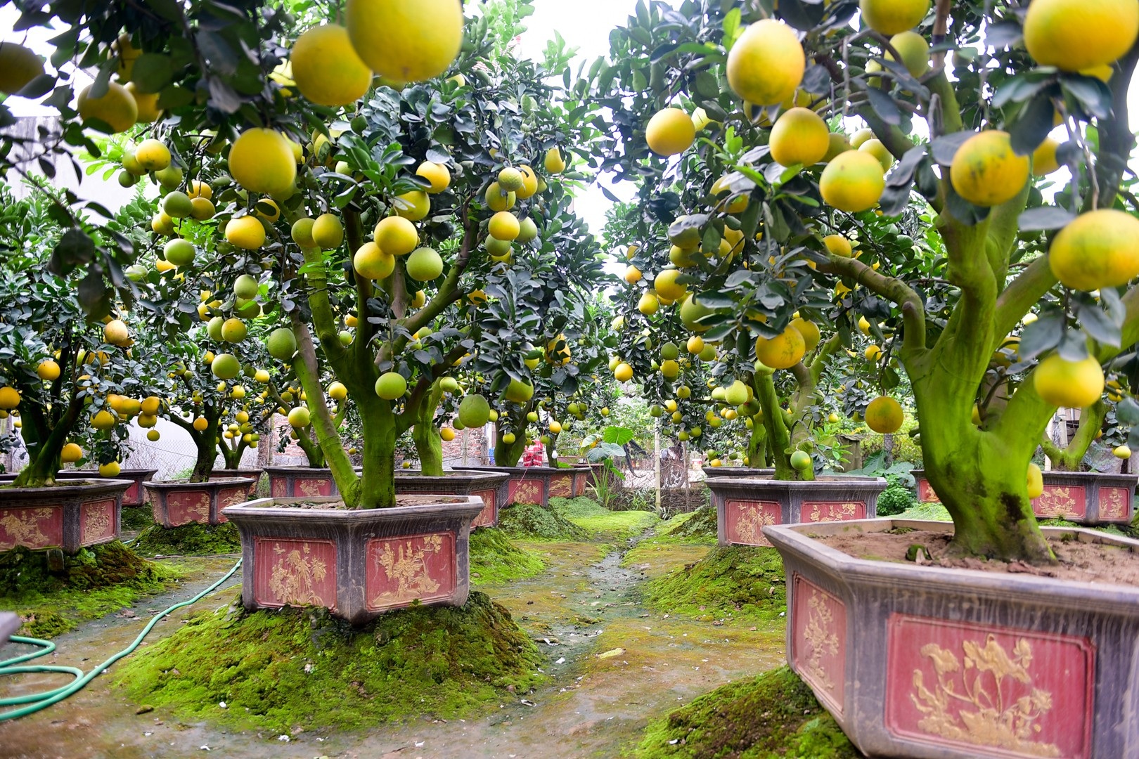 Vườn bưởi cảnh Tết tiền tỷ của lão nông Hưng Yên - Ảnh 14. Vườn bưởi cảnh Tết tiền tỷ của lão nông Hưng Yên - Ảnh 14.