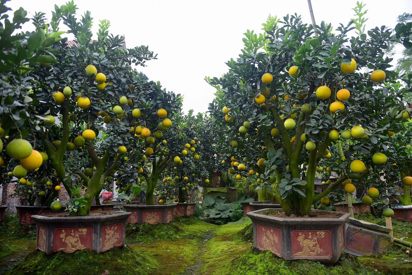 Vườn bưởi cảnh Tết tiền tỷ của lão nông Hưng Yên - Ảnh 8. Vườn bưởi cảnh Tết tiền tỷ của lão nông Hưng Yên - Ảnh 8.