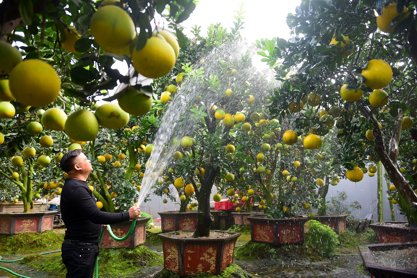 Vườn bưởi cảnh Tết tiền tỷ của lão nông Hưng Yên - Ảnh 13. Vườn bưởi cảnh Tết tiền tỷ của lão nông Hưng Yên - Ảnh 13.