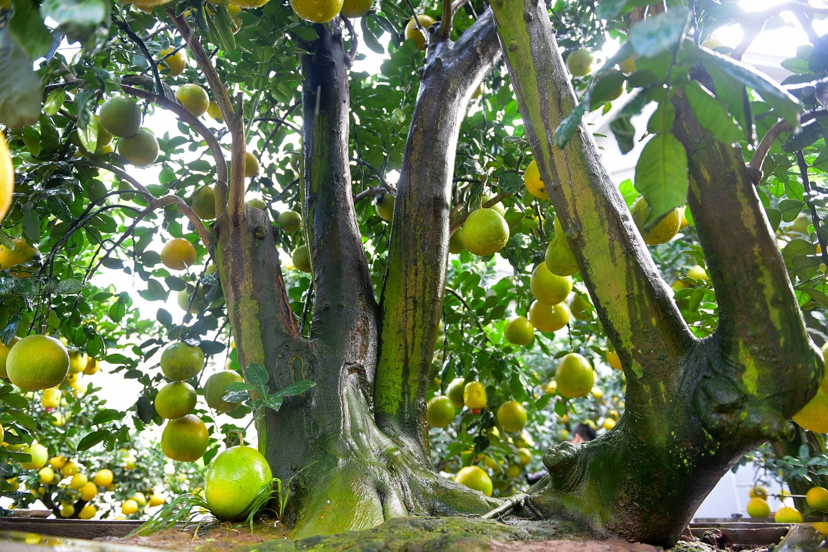 Vườn bưởi cảnh Tết tiền tỷ của lão nông Hưng Yên - Ảnh 7. Vườn bưởi cảnh Tết tiền tỷ của lão nông Hưng Yên - Ảnh 7.