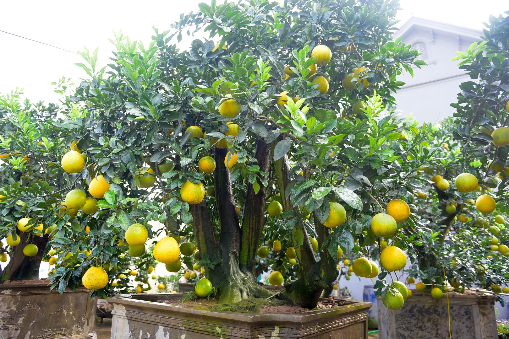 Vườn bưởi cảnh Tết tiền tỷ của lão nông Hưng Yên - Ảnh 6. Vườn bưởi cảnh Tết tiền tỷ của lão nông Hưng Yên - Ảnh 6.