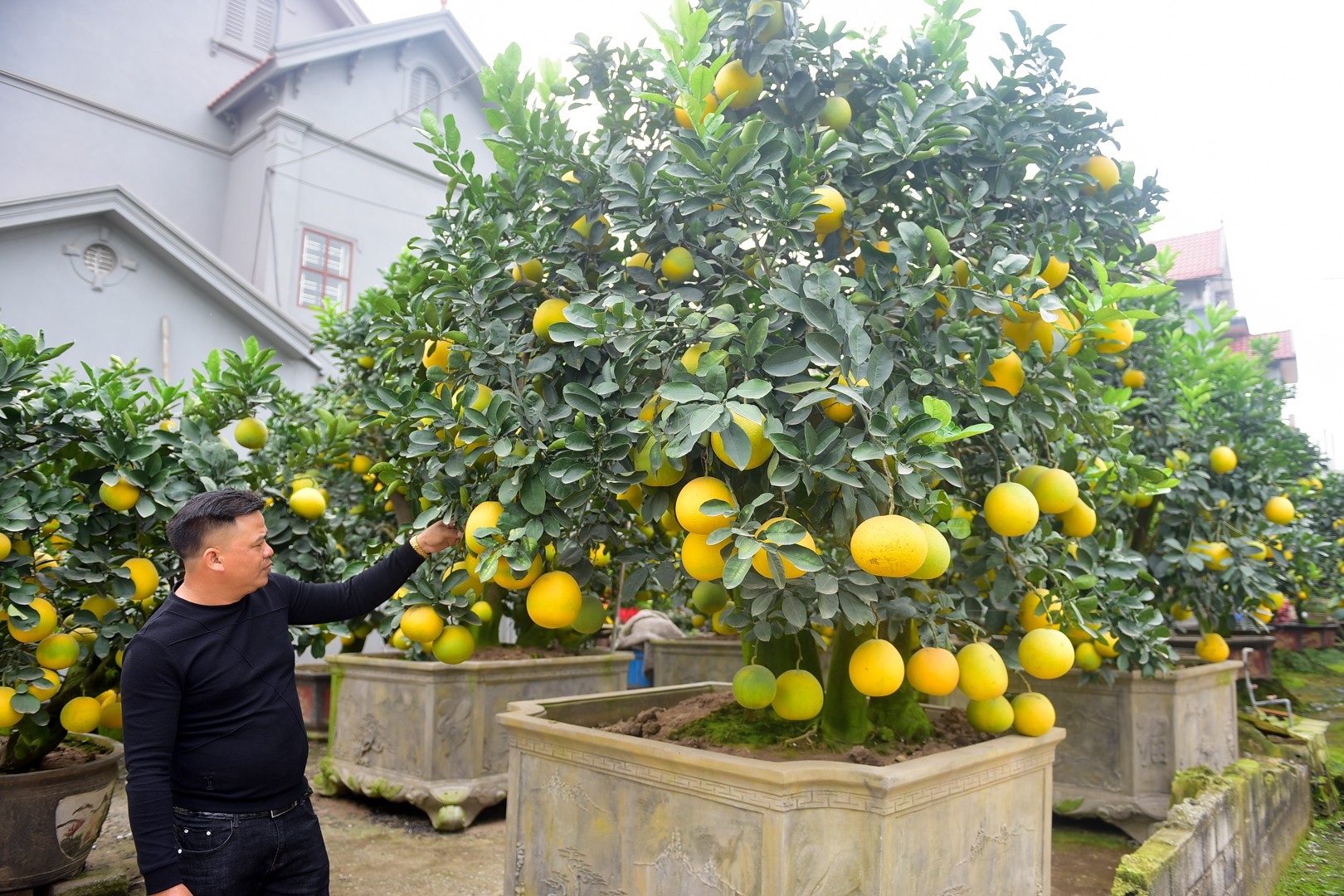 Vườn bưởi cảnh Tết tiền tỷ của lão nông Hưng Yên - Ảnh 12. Vườn bưởi cảnh Tết tiền tỷ của lão nông Hưng Yên - Ảnh 12.