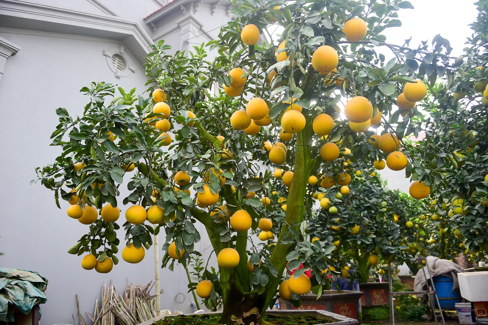 Vườn bưởi cảnh Tết tiền tỷ của lão nông Hưng Yên - Ảnh 11. Vườn bưởi cảnh Tết tiền tỷ của lão nông Hưng Yên - Ảnh 11.