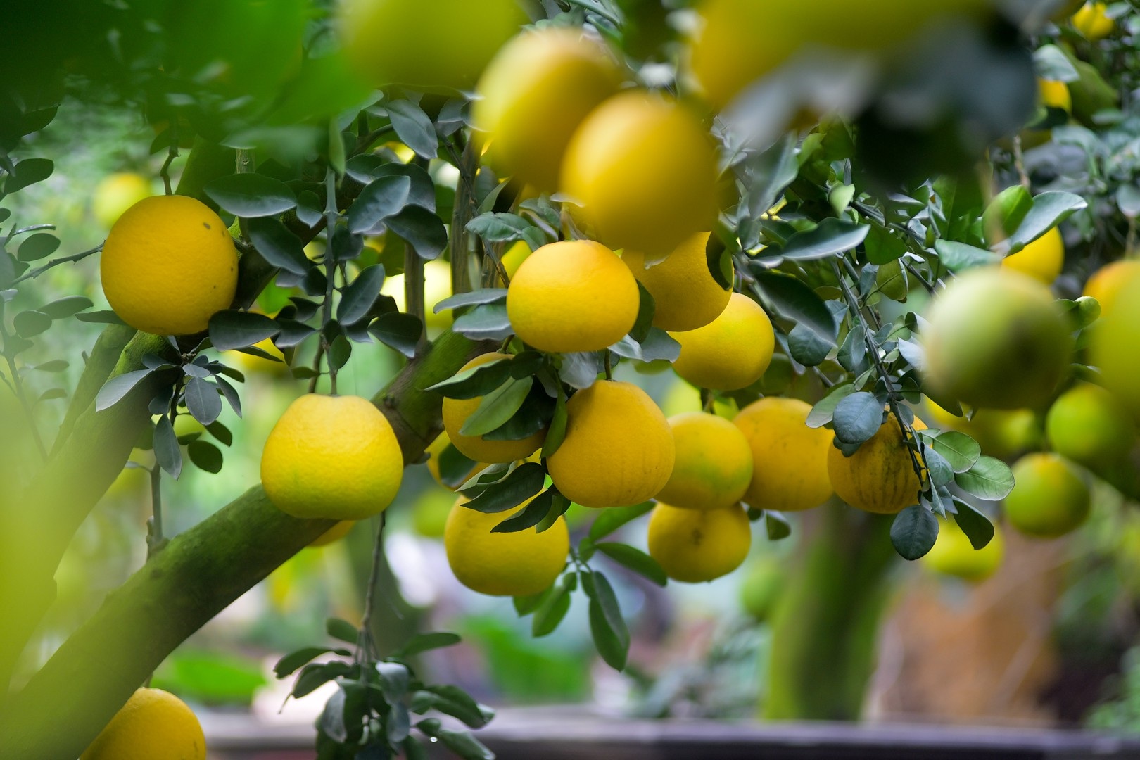 Vườn bưởi cảnh Tết tiền tỷ của lão nông Hưng Yên - Ảnh 10. Vườn bưởi cảnh Tết tiền tỷ của lão nông Hưng Yên - Ảnh 10.