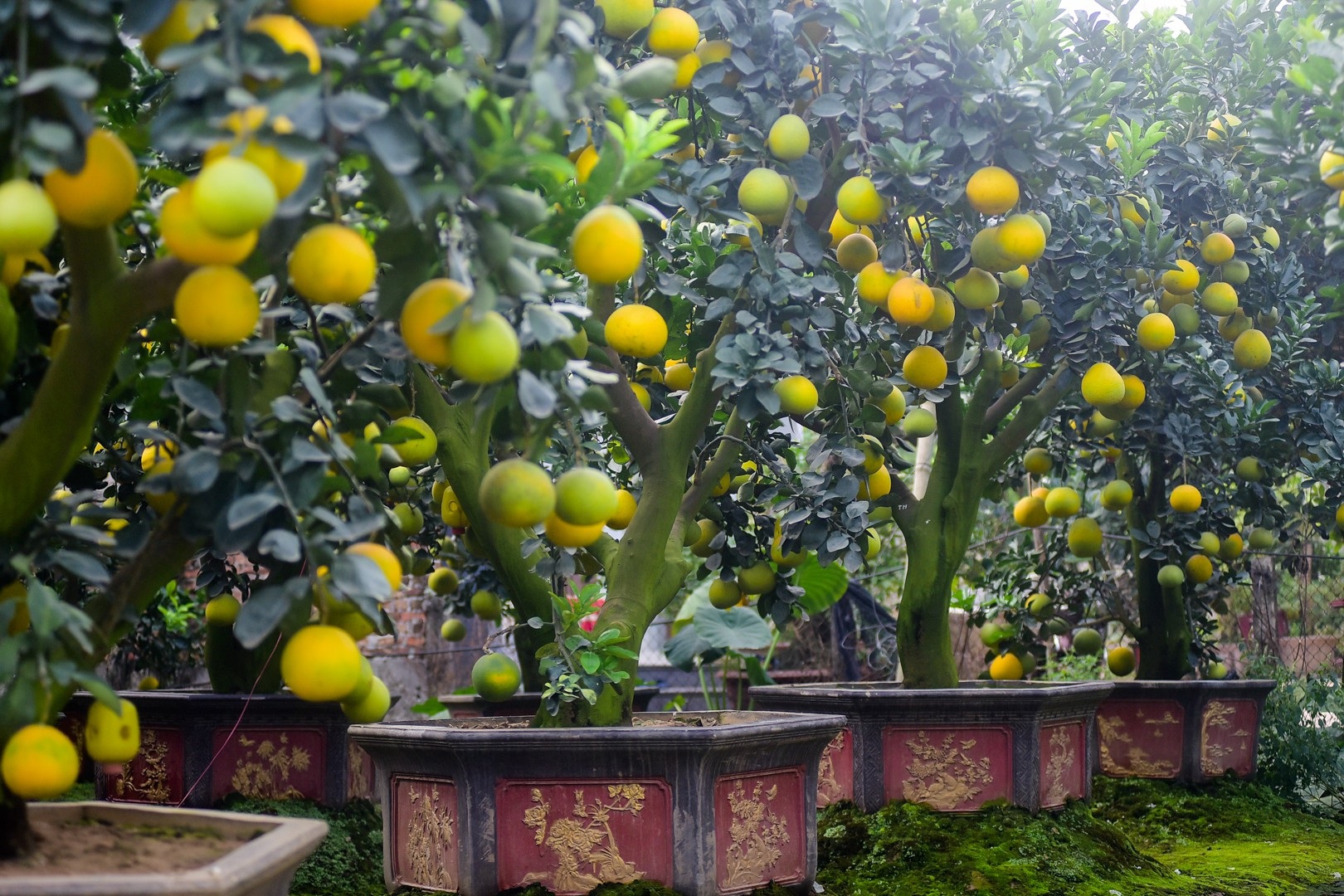 Vườn bưởi cảnh Tết tiền tỷ của lão nông Hưng Yên - Ảnh 5. Vườn bưởi cảnh Tết tiền tỷ của lão nông Hưng Yên - Ảnh 5.