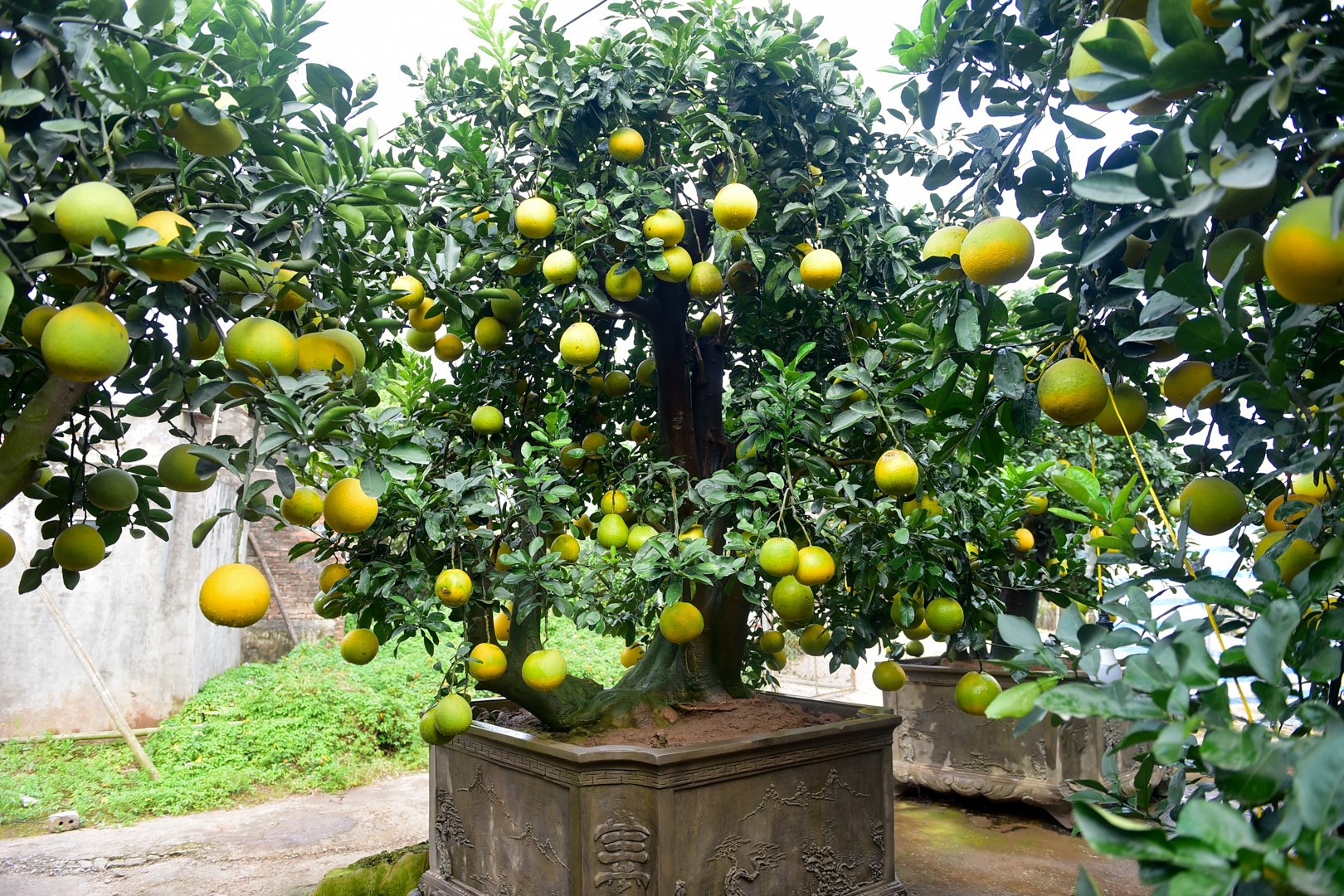 Vườn bưởi cảnh Tết tiền tỷ của lão nông Hưng Yên - Ảnh 4. Vườn bưởi cảnh Tết tiền tỷ của lão nông Hưng Yên - Ảnh 4.