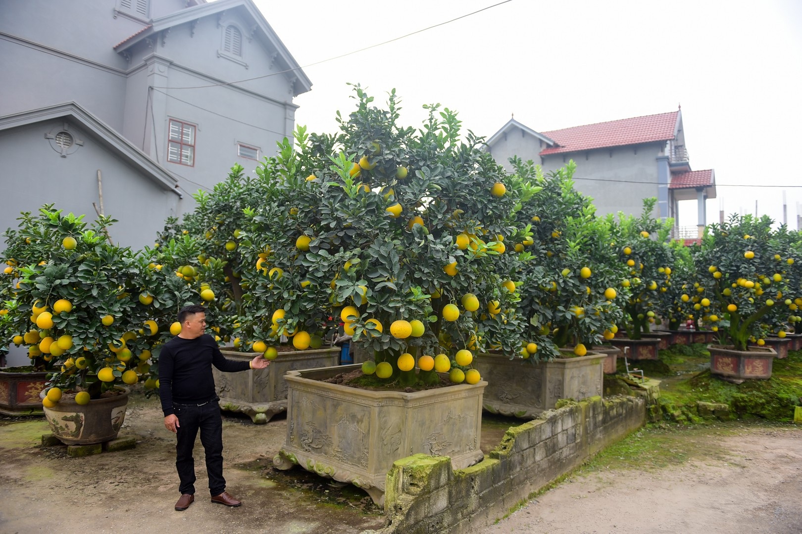 Vườn bưởi cảnh Tết tiền tỷ của lão nông Hưng Yên - Ảnh 2. Vườn bưởi cảnh Tết tiền tỷ của lão nông Hưng Yên - Ảnh 2.