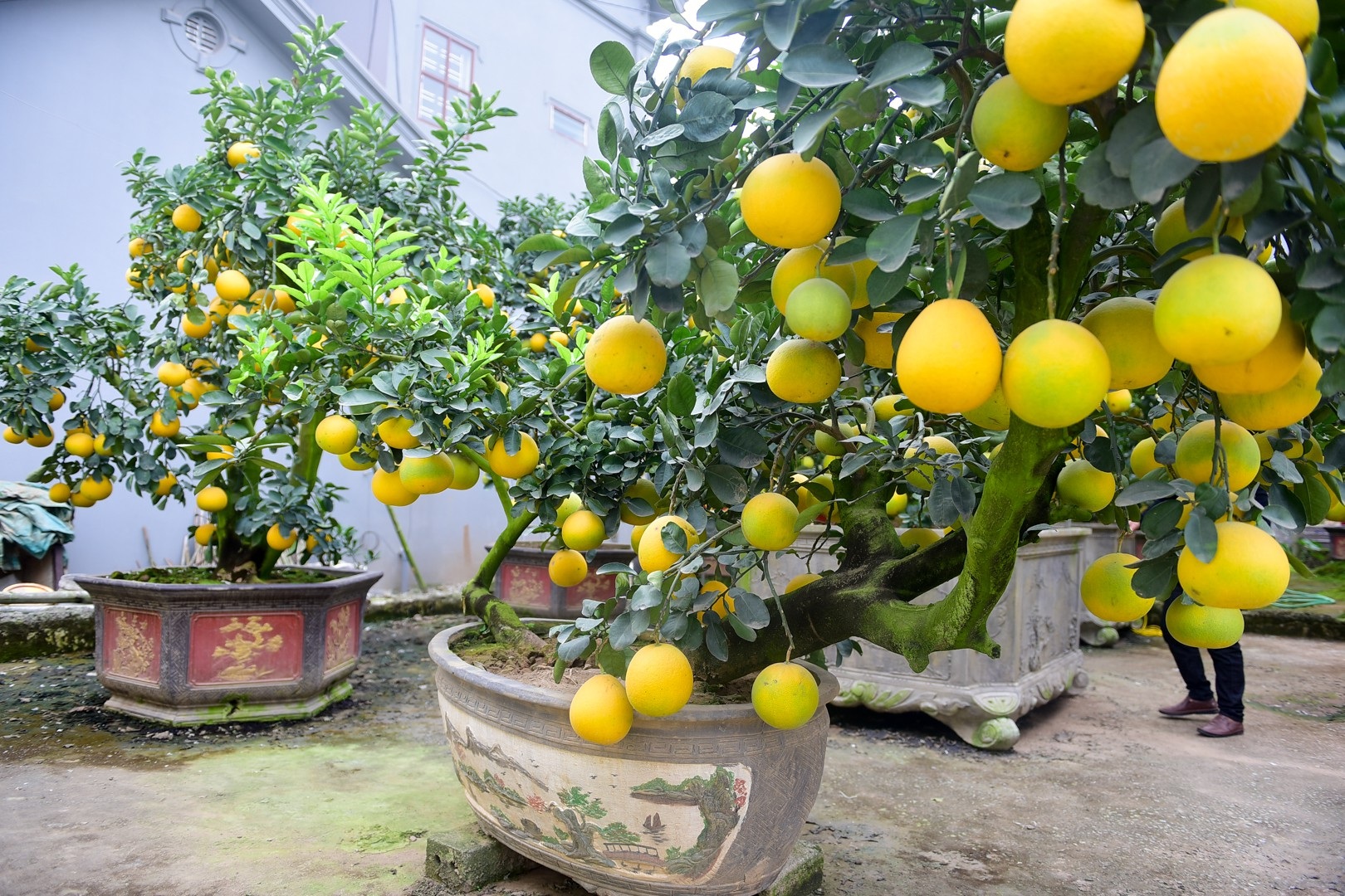 Vườn bưởi cảnh Tết tiền tỷ của lão nông Hưng Yên - Ảnh 9. Vườn bưởi cảnh Tết tiền tỷ của lão nông Hưng Yên - Ảnh 9.