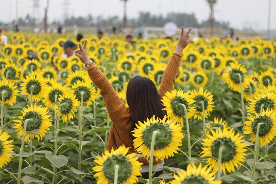 Giới trẻ Sài thành phát cuồng với vườn hoa hướng dương khổng lồ - Ảnh 1. Giới trẻ Sài thành phát cuồng với vườn hoa hướng dương khổng lồ - Ảnh 1.