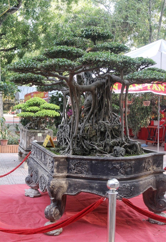 “Kỳ họa, dị thảo” hội tụ ở Hà Nội khiến dân chơi cây cảnh phát sốt - Ảnh 3. “Kỳ họa, dị thảo” hội tụ ở Hà Nội khiến dân chơi cây cảnh phát sốt - Ảnh 3.