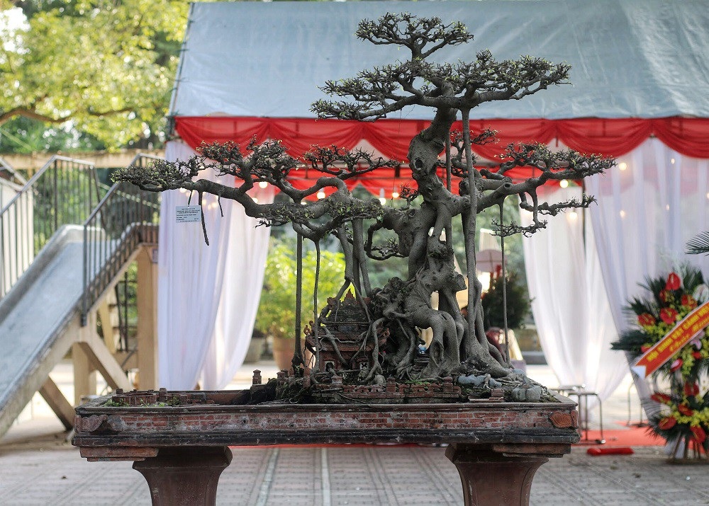 “Kỳ họa, dị thảo” hội tụ ở Hà Nội khiến dân chơi cây cảnh phát sốt - Ảnh 9. “Kỳ họa, dị thảo” hội tụ ở Hà Nội khiến dân chơi cây cảnh phát sốt - Ảnh 9.