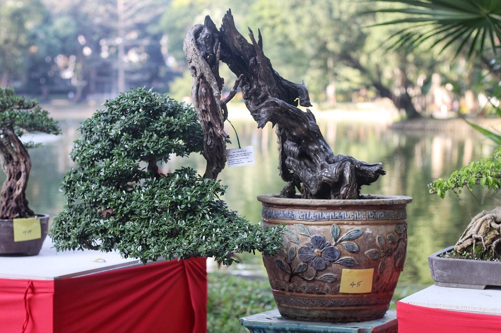 “Kỳ họa, dị thảo” hội tụ ở Hà Nội khiến dân chơi cây cảnh phát sốt - Ảnh 5. “Kỳ họa, dị thảo” hội tụ ở Hà Nội khiến dân chơi cây cảnh phát sốt - Ảnh 5.