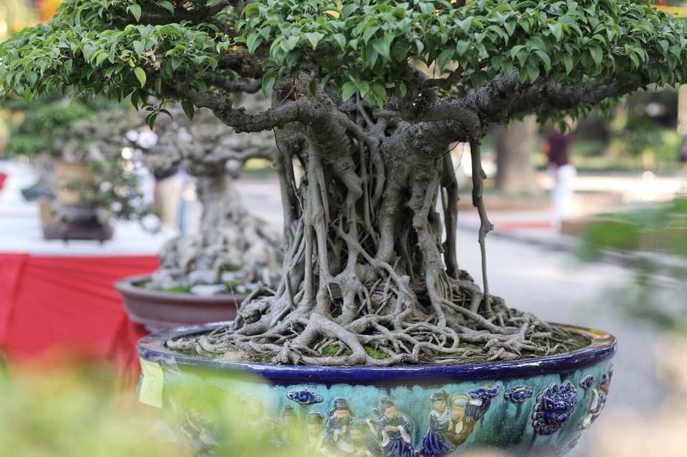 “Kỳ họa, dị thảo” hội tụ ở Hà Nội khiến dân chơi cây cảnh phát sốt - Ảnh 7. “Kỳ họa, dị thảo” hội tụ ở Hà Nội khiến dân chơi cây cảnh phát sốt - Ảnh 7.