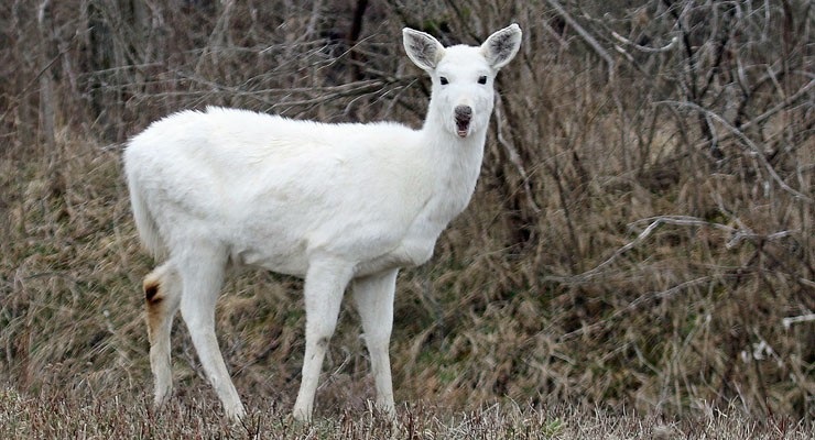 Đàn hươu trắng quý hiếm bất ngờ xuất hiện như món quà Giáng Sinh - Ảnh 4. Đàn hươu trắng quý hiếm bất ngờ xuất hiện như món quà Giáng Sinh - Ảnh 4.
