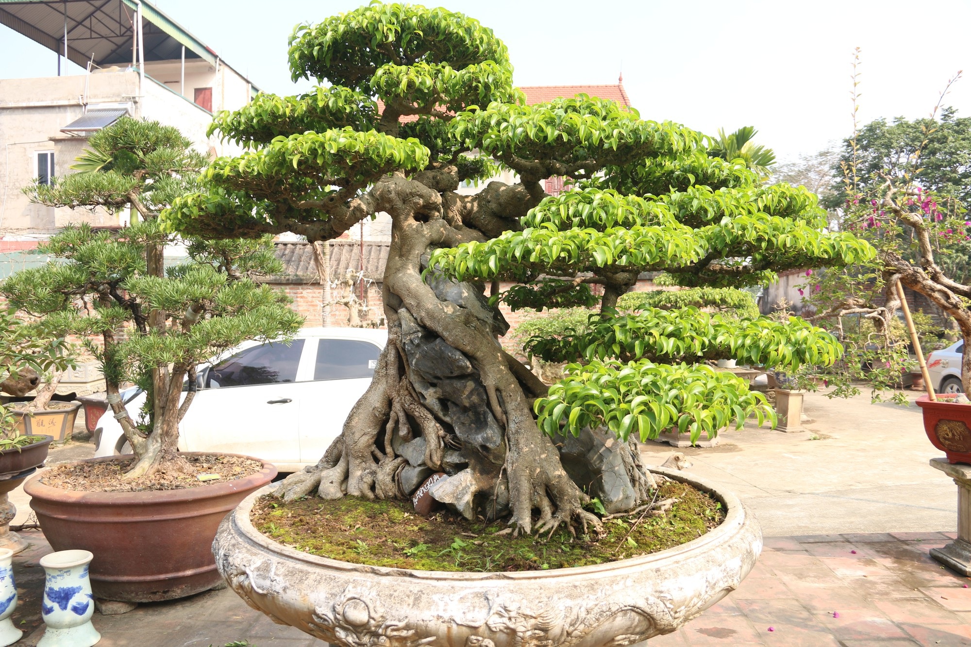 Chiêm ngưỡng sanh cổ dáng phượng giá triệu đô của ông vua cây cảnh Việt Nam - Ảnh 4. Chiêm ngưỡng sanh cổ dáng phượng giá triệu đô của ông vua cây cảnh Việt Nam - Ảnh 4.