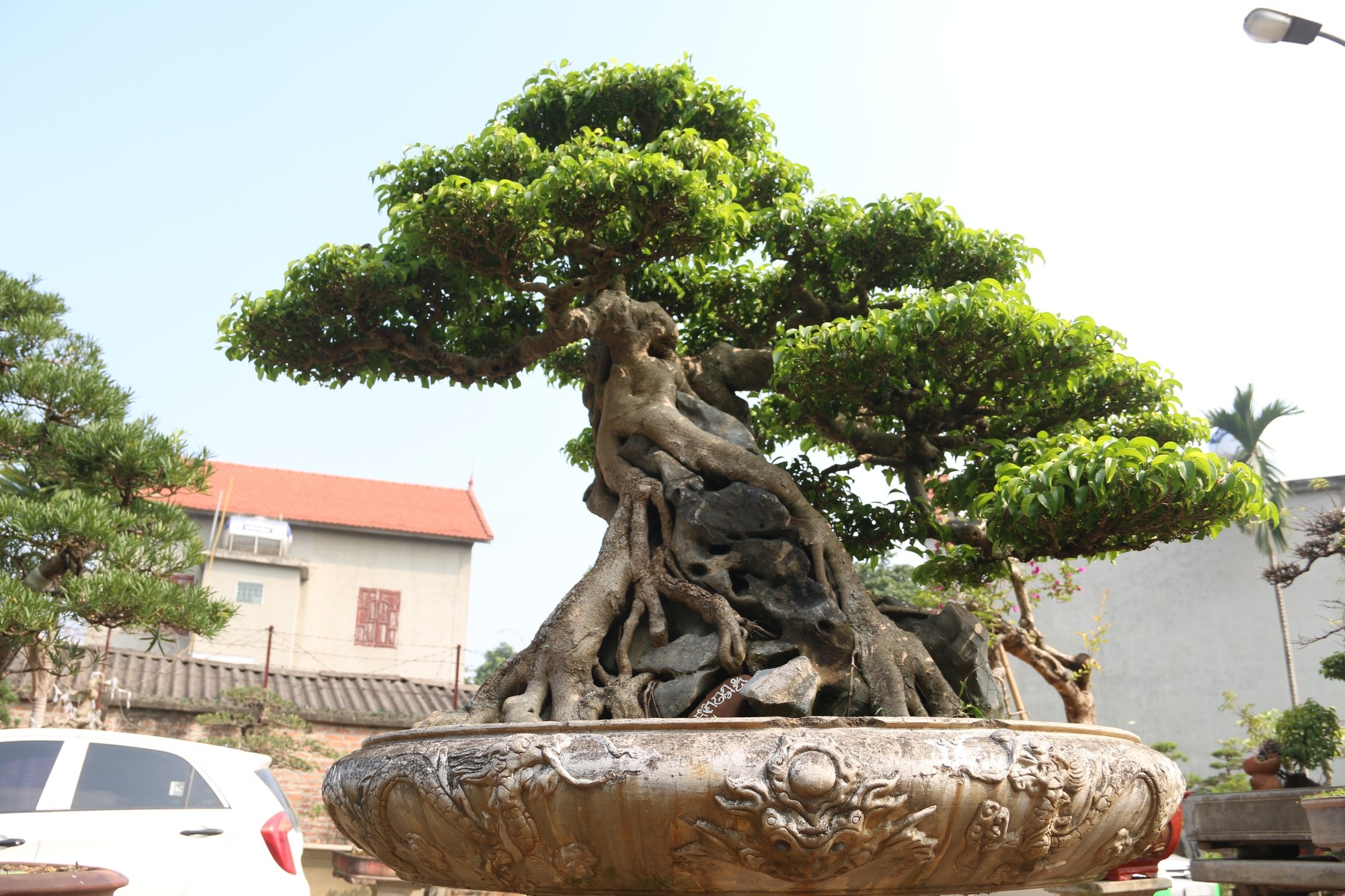 Chiêm ngưỡng sanh cổ dáng phượng giá triệu đô của ông vua cây cảnh Việt Nam - Ảnh 10. Chiêm ngưỡng sanh cổ dáng phượng giá triệu đô của ông vua cây cảnh Việt Nam - Ảnh 10.