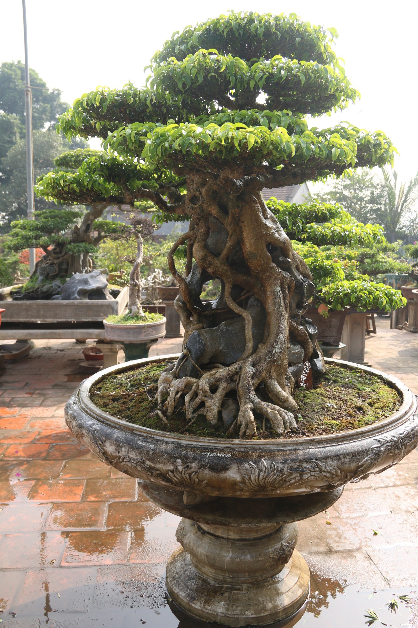 Chiêm ngưỡng sanh cổ dáng phượng giá triệu đô của ông vua cây cảnh Việt Nam - Ảnh 6. Chiêm ngưỡng sanh cổ dáng phượng giá triệu đô của ông vua cây cảnh Việt Nam - Ảnh 6.