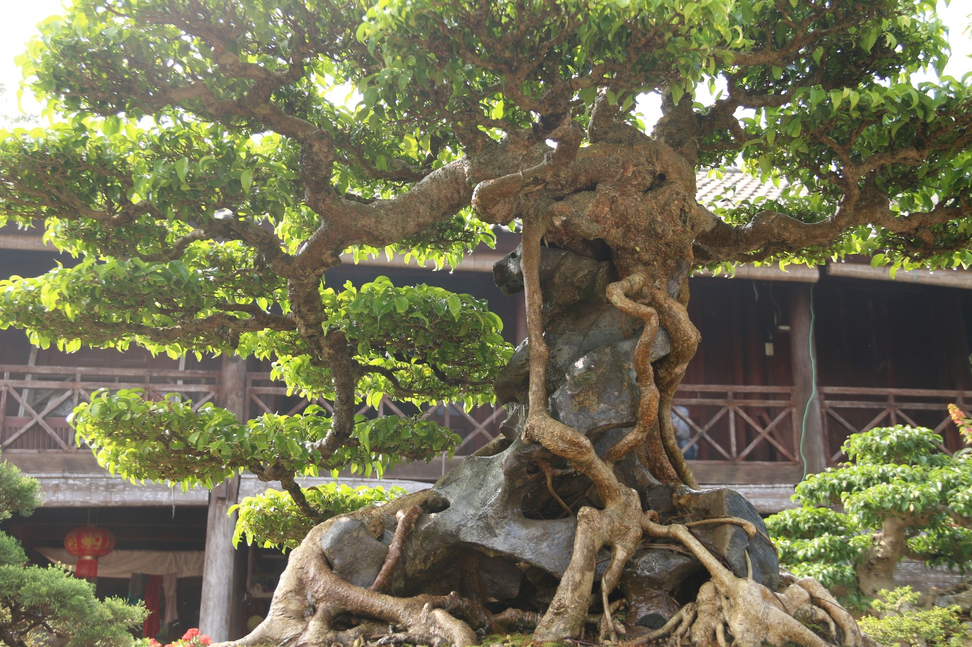 Chiêm ngưỡng sanh cổ dáng phượng giá triệu đô của ông vua cây cảnh Việt Nam - Ảnh 12. Chiêm ngưỡng sanh cổ dáng phượng giá triệu đô của ông vua cây cảnh Việt Nam - Ảnh 12.