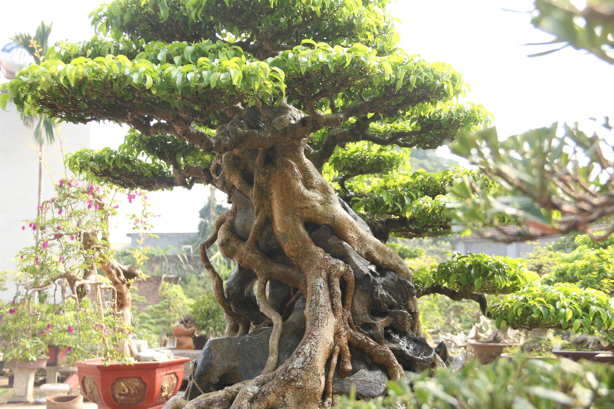 Chiêm ngưỡng sanh cổ dáng phượng giá triệu đô của ông vua cây cảnh Việt Nam - Ảnh 5. Chiêm ngưỡng sanh cổ dáng phượng giá triệu đô của ông vua cây cảnh Việt Nam - Ảnh 5.