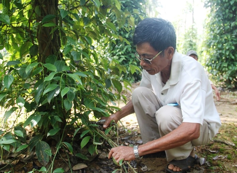 Độc chiêu trồng tiêu cho bám thân dừa mang hiệu quả kép - Ảnh 4.