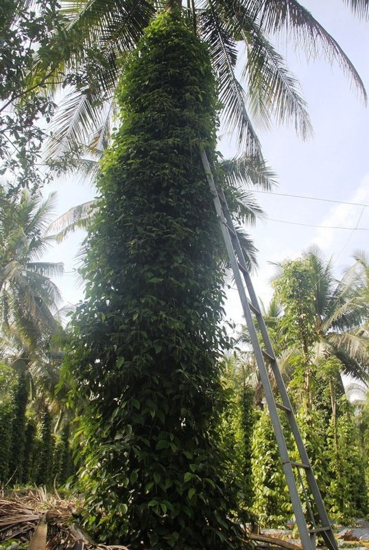 Độc chiêu trồng tiêu cho bám thân dừa mang hiệu quả kép - Ảnh 6.
