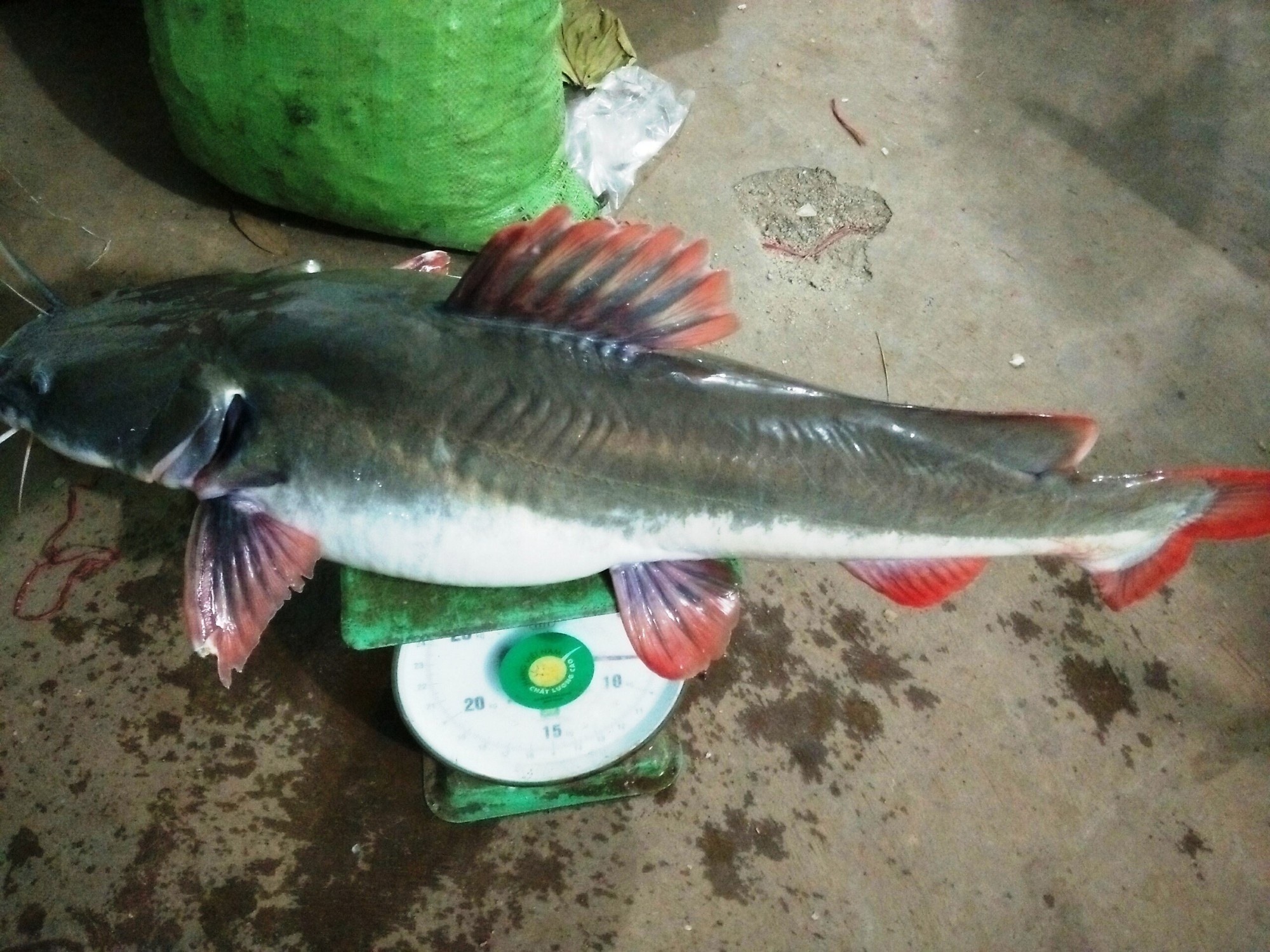 Chong đèn đi bắt cá “khủng” trên dòng dòng Sê San - Ảnh 1. Chong đèn đi bắt cá “khủng” trên dòng dòng Sê San - Ảnh 1.