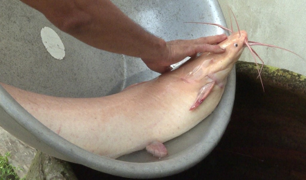 Bắt được cá trê “khủng” có màu lạ - Ảnh 1. Bắt được cá trê “khủng” có màu lạ - Ảnh 1.