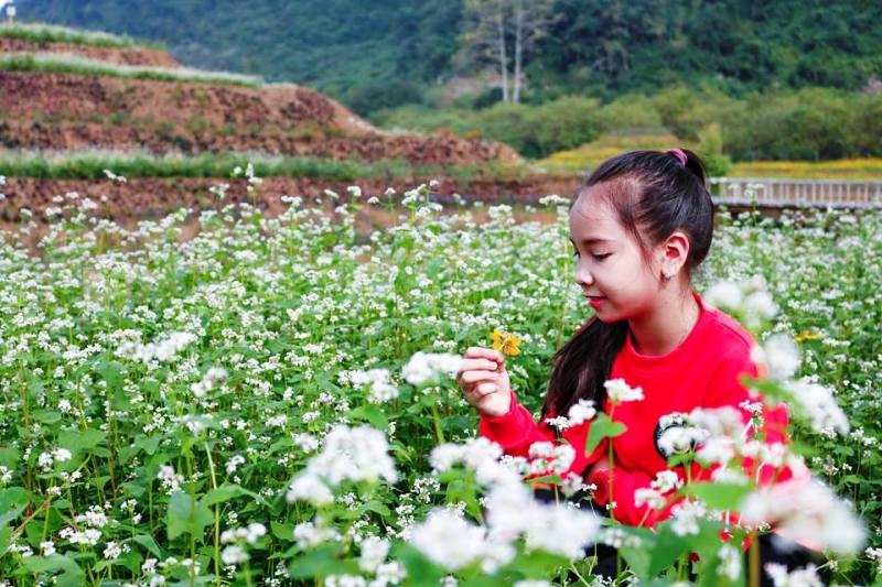 “Lạc trôi” giữa vườn tam giác mạch khoe sắc ở di sản Tràng An - Ảnh 14. “Lạc trôi” giữa vườn tam giác mạch khoe sắc ở di sản Tràng An - Ảnh 14.