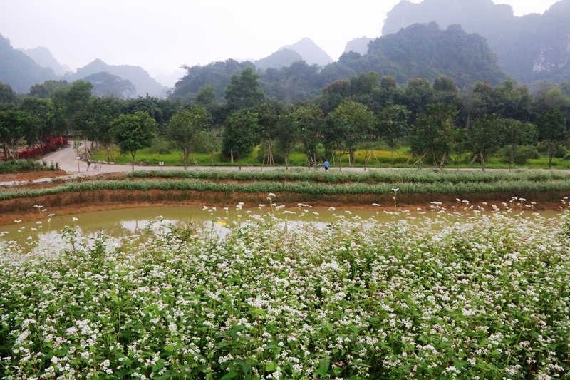 “Lạc trôi” giữa vườn tam giác mạch khoe sắc ở di sản Tràng An - Ảnh 9. “Lạc trôi” giữa vườn tam giác mạch khoe sắc ở di sản Tràng An - Ảnh 9.