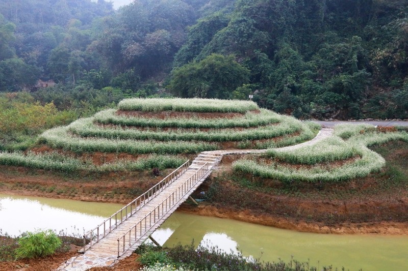 “Lạc trôi” giữa vườn tam giác mạch khoe sắc ở di sản Tràng An - Ảnh 17. “Lạc trôi” giữa vườn tam giác mạch khoe sắc ở di sản Tràng An - Ảnh 17.