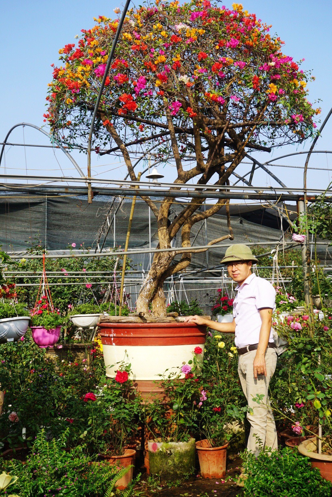 Gần Tết, rộ mốt hoa giấy bonsai khủng giá cả trăm triệu đồng - Ảnh 6. Gần Tết, rộ mốt hoa giấy bonsai khủng giá cả trăm triệu đồng - Ảnh 6.