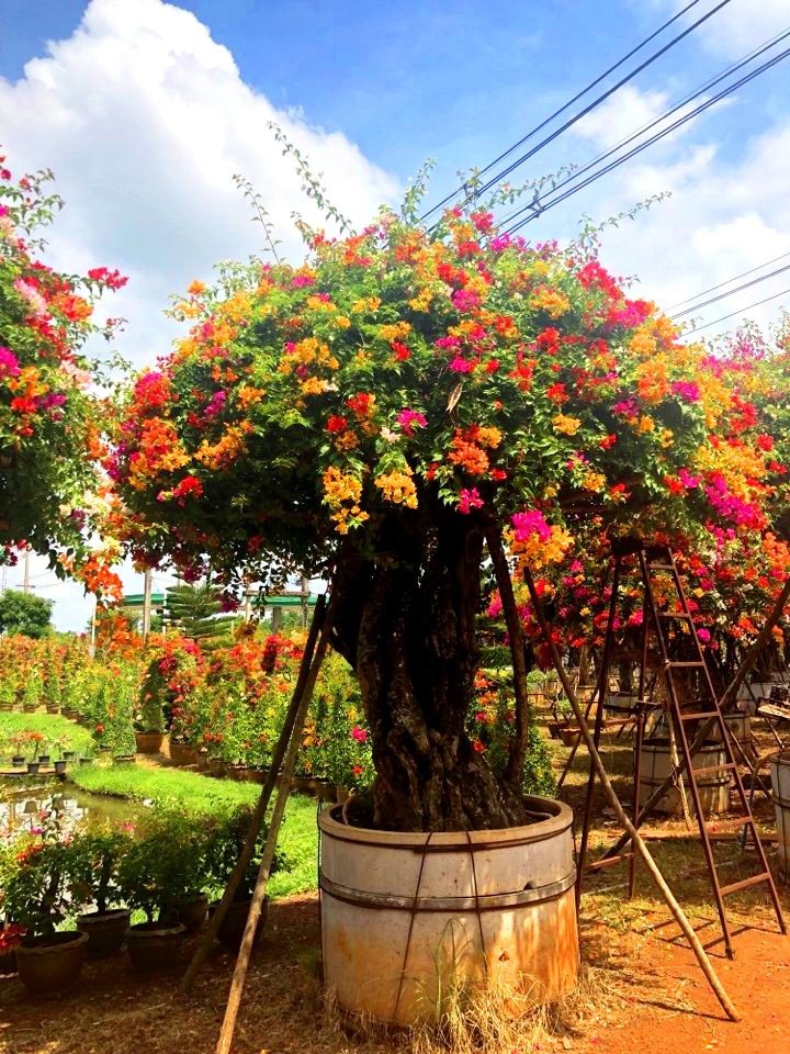 Gần Tết, rộ mốt hoa giấy bonsai khủng giá cả trăm triệu đồng - Ảnh 8. Gần Tết, rộ mốt hoa giấy bonsai khủng giá cả trăm triệu đồng - Ảnh 8.