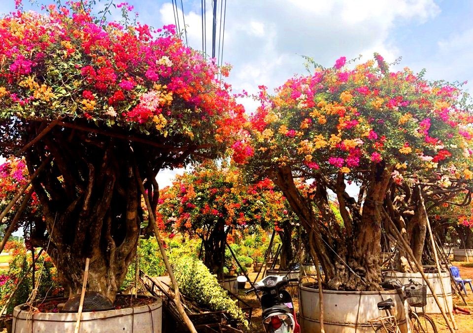 Gần Tết, rộ mốt hoa giấy bonsai \