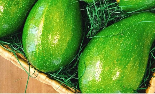 Độc, lạ: Loại bơ to như trái dưa hấu bán giá nửa triệu đồng 1 quả - Ảnh 2. Độc, lạ: Loại bơ to như trái dưa hấu bán giá nửa triệu đồng 1 quả - Ảnh 2.